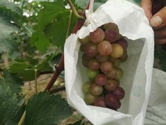 -马陆小张葡萄园农家乐