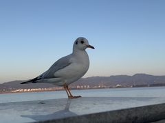 -海埂大坝