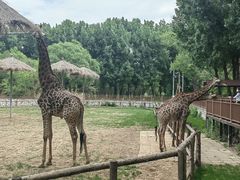 -北京野生动物园