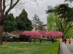 -团结湖公园