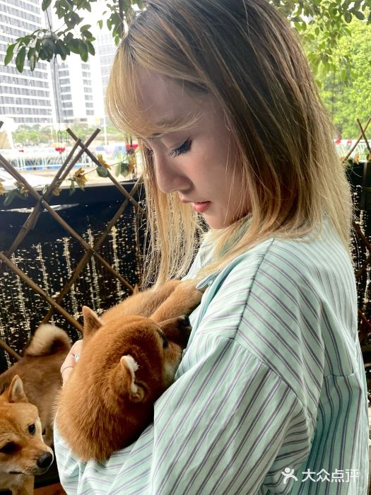 柴犬高等学院·狗咖·柴犬售卖·宠物训练图片