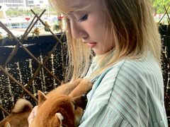 -柴犬高等学院·狗咖·柴犬售卖·宠物训练