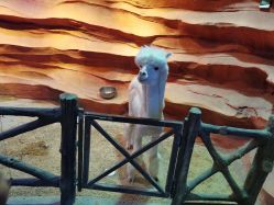 -酷嗒动物文化乐园(cutezoo西溪乐天城店)