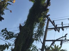-自然餐厅(Phuket)