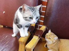 -猫小院猫主题餐厅(南锣旗舰店)