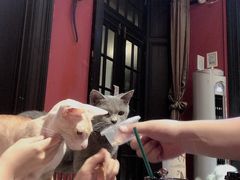 -猫色咖啡·猫咖