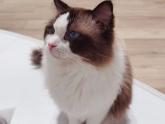 -COLOR PETS 撸猫馆·购猫·猫咖(长风大悦城店)