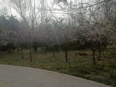 -呷哺呷哺 黄金牧场 (枣强吉美购物广场店)