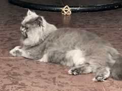 -爱洗澡的猫(望京店)