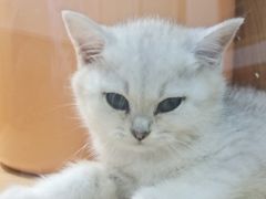 -喵园·猫主题咖啡厅·撸猫·猫咖(国贸店)