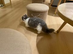 -猫腻·猫咖·撸猫馆(星光大道店)