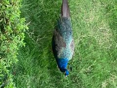 -老淳安—伴山伴湖(千岛湖开元度假村店)