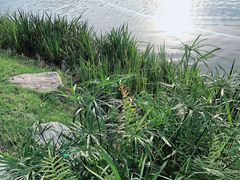 -东莞植物园