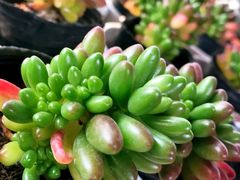 -杭州湾海上花田景区