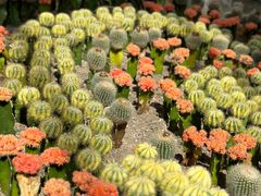 -南山植物园