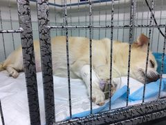 -达爱动物医院·犬猫分区·CT·复杂眼科(远洋山水分院)
