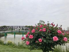 -荷兰花海