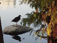 -荔湾湖公园