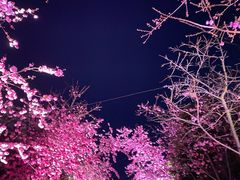 -洛龙公园