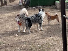 -宠乐会宠物乐园