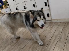 -李小姐の猫咖啡馆(五角场店)