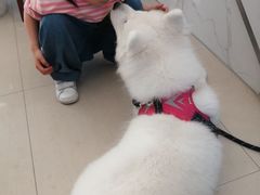 -翊宠yipet猫狗购宠庄园犬舍•猫舍