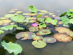 -荷塘月色湿地公园·向阳花洲