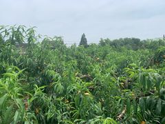 -南汇新场正宗水蜜桃采摘