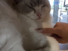 -瞄一喵猫咖(格力海岸店)