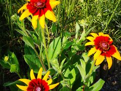 -梁鸿国家湿地公园