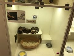 -十年猫舍·猫咪专门店(普陀店)