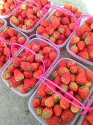 -蓝呗呗蓝莓草莓采摘园(通州区马驹桥店)