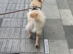 -瑞派名望志远动物医院·猫科·內科·异宠专科(直港大道店)
