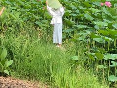 -荷塘月色湿地公园·向阳花洲