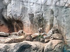 -灵玲国际马戏城