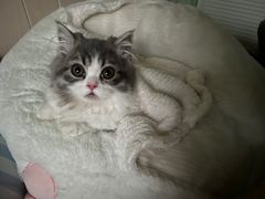 -momokira米努特·德文卷毛猫·棉花面纱犬
