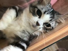 -房东的猫宠物生活馆