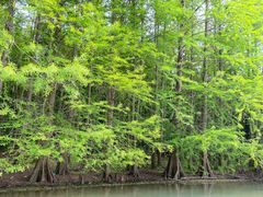 -上海海湾国家森林公园