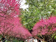 -重庆彩云湖湿地公园