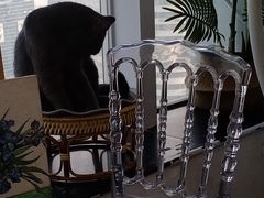 -共舞时光猫咖·狗咖(新街口店)