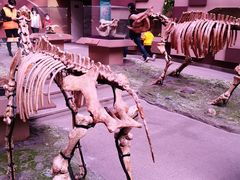 -陕西自然博物馆