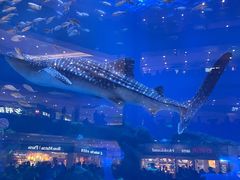 -成都浩海立方海洋公园