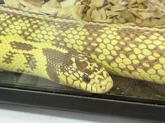 -中环花鸟鱼虫市场