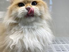 -lincat·猫舍(广州店)