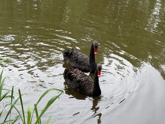-荷兰花海