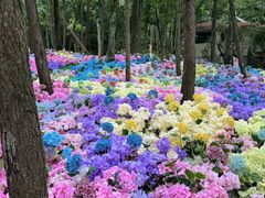 -洛阳白云山景区