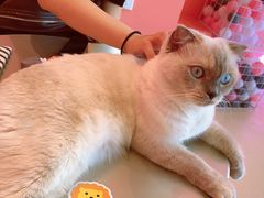 -藏猫猫咖啡主题馆(中央大道店)