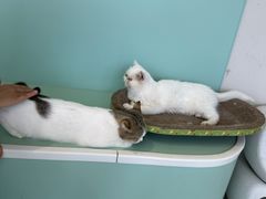 -怪兽屋·羊驼·猫咖·狗咖(俊华广场店)