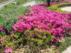 -歌斐颂巧克力小镇