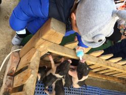 -萌宠亲子动物乐园(槐房万达店)